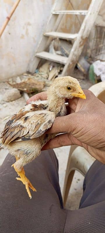 high  quality aseel lakha chicks 13