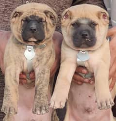 Kurdish Kangal Pair / Kurdish Kangal security Dog For Sale