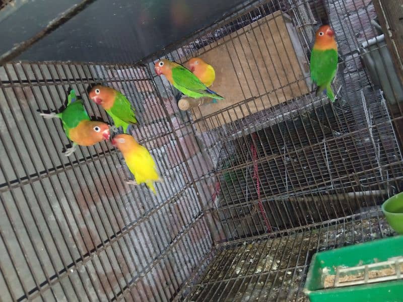 breeder pair with cage for sale 03003397596 1