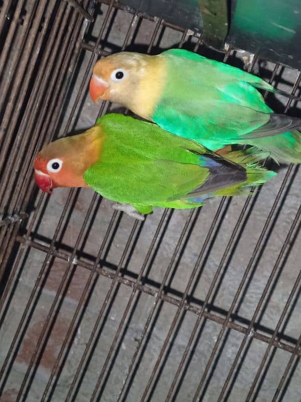 breeder pair with cage for sale 03003397596 2