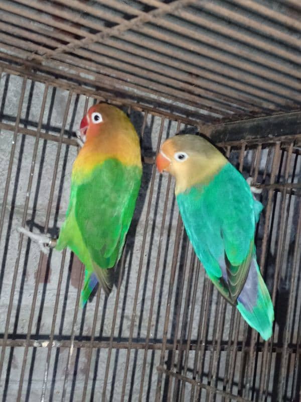 breeder pair with cage for sale 03003397596 3