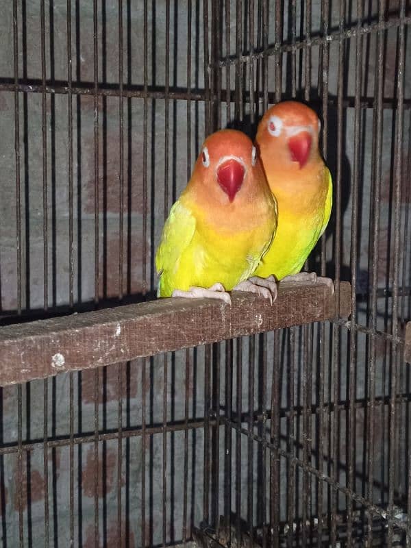 breeder pair with cage for sale 03003397596 4