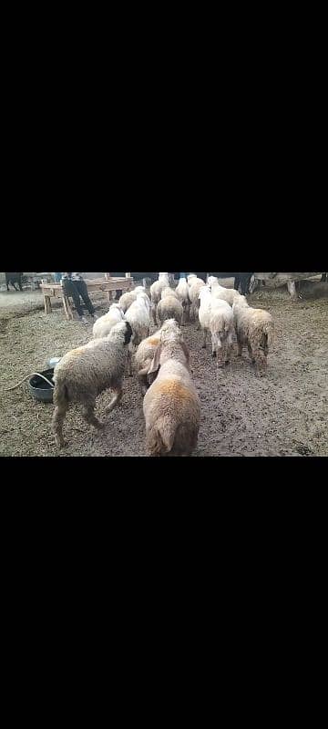 kajla /chatra / bakra | mundra | Breader | بکرا | male Sheep /goat 5