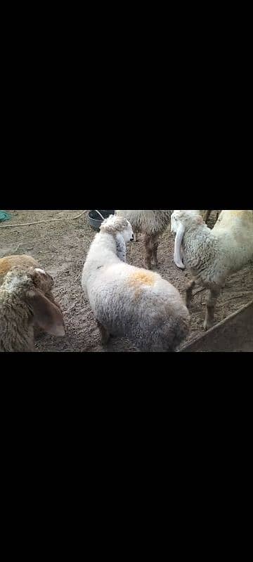 kajla /chatra / bakra | mundra | Breader | بکرا | male Sheep /goat 6