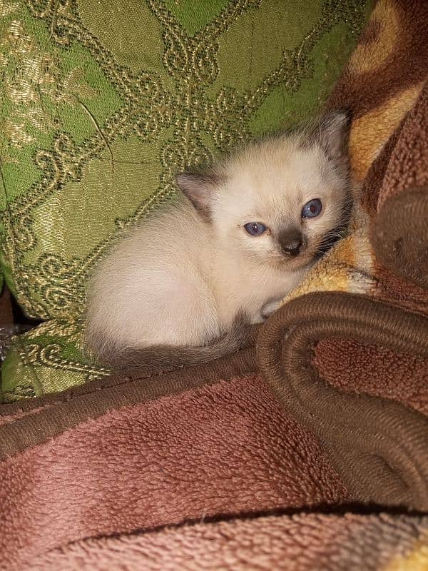 Cats and kittens For sale 5