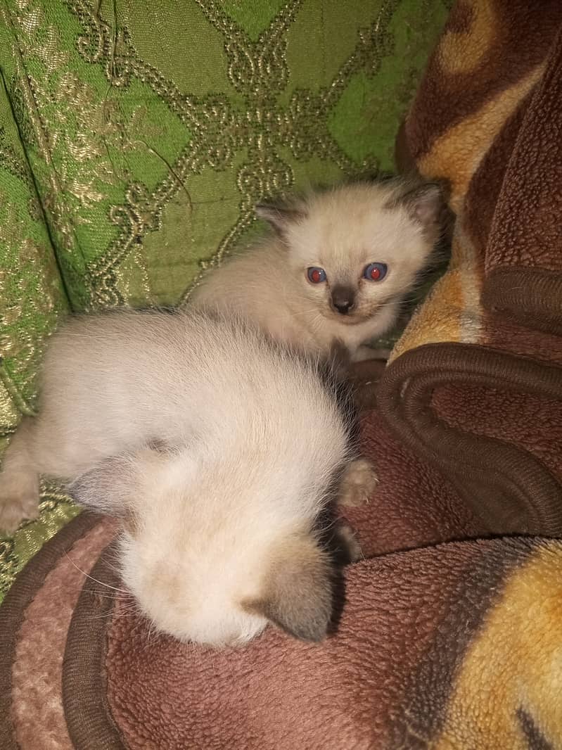 Cats and kittens For sale 6