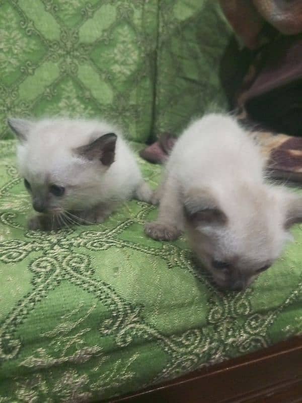 Cats and kittens For sale 7