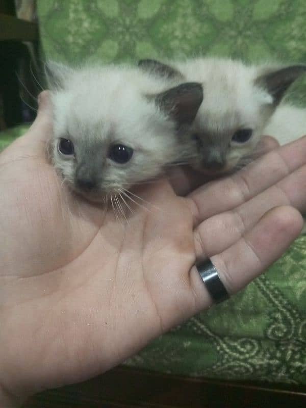 Cats and kittens For sale 8