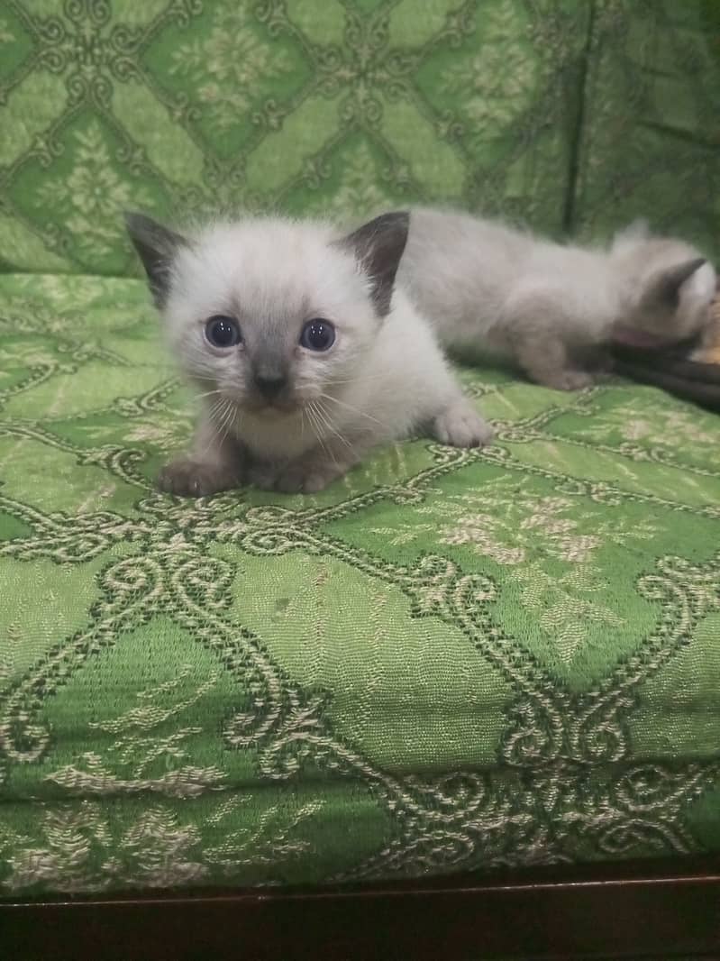 Cats and kittens For sale 10