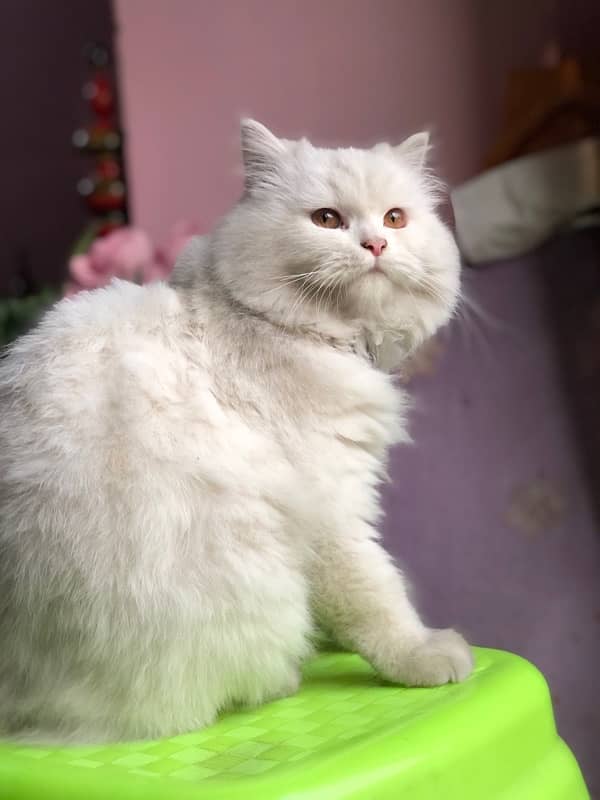 persian cat double coated 0