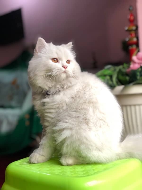 persian cat double coated 2