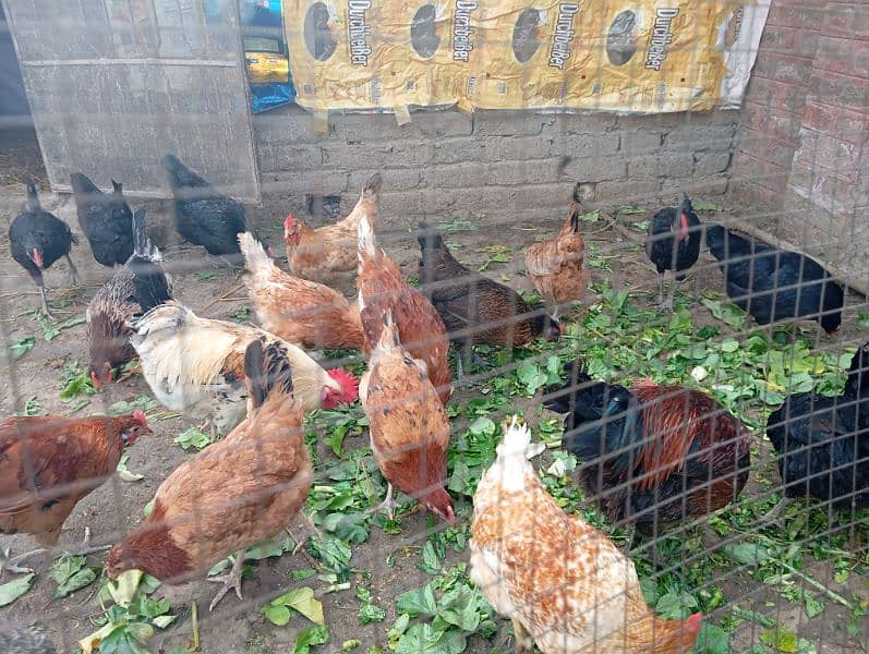 Golden Desi misri aur Astralope eggs laying hens for sale!!! 8