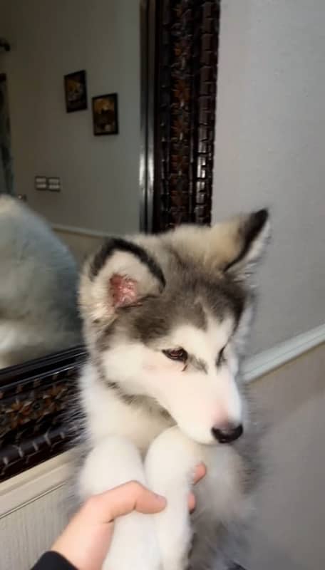 Siberian husky Wool Coat 0