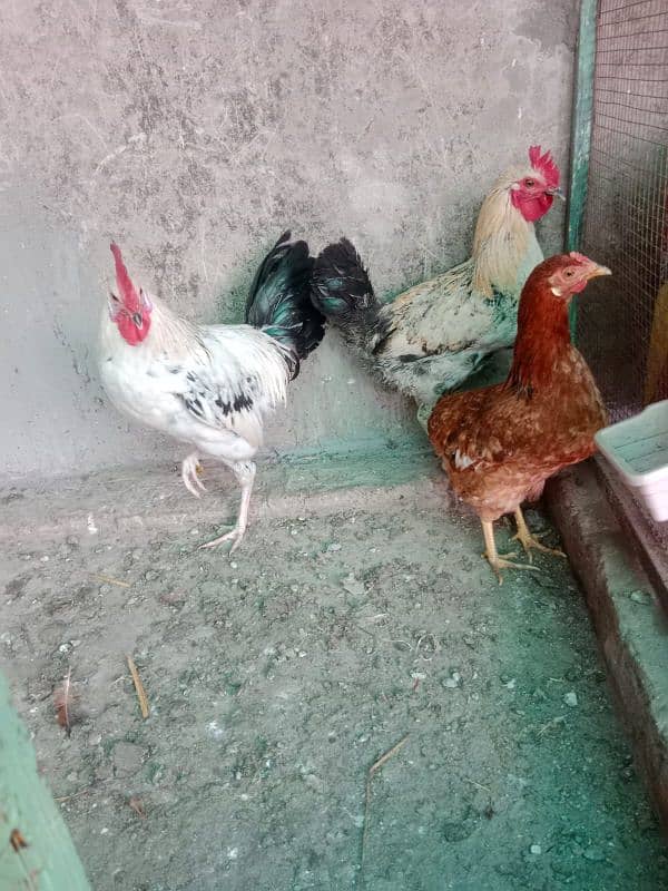 desi hens 2