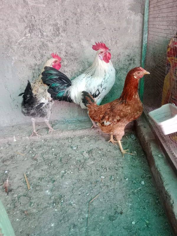 desi hens 3