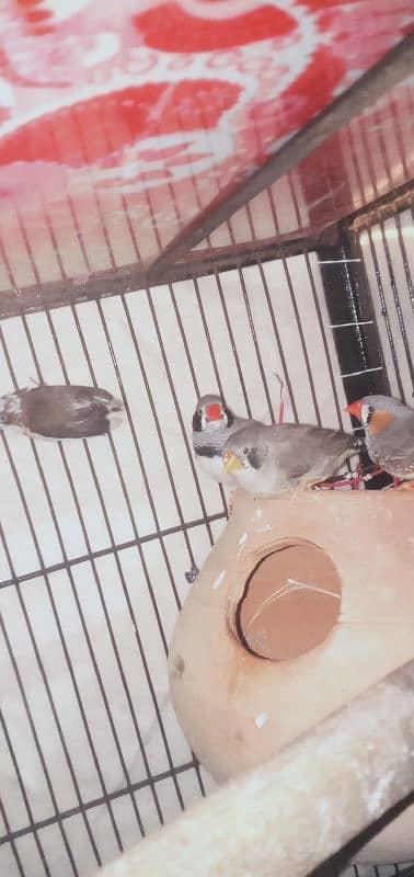 Cocktail zebra finch 3