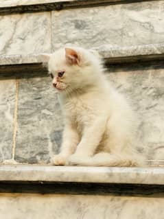 Persian kittens for sale