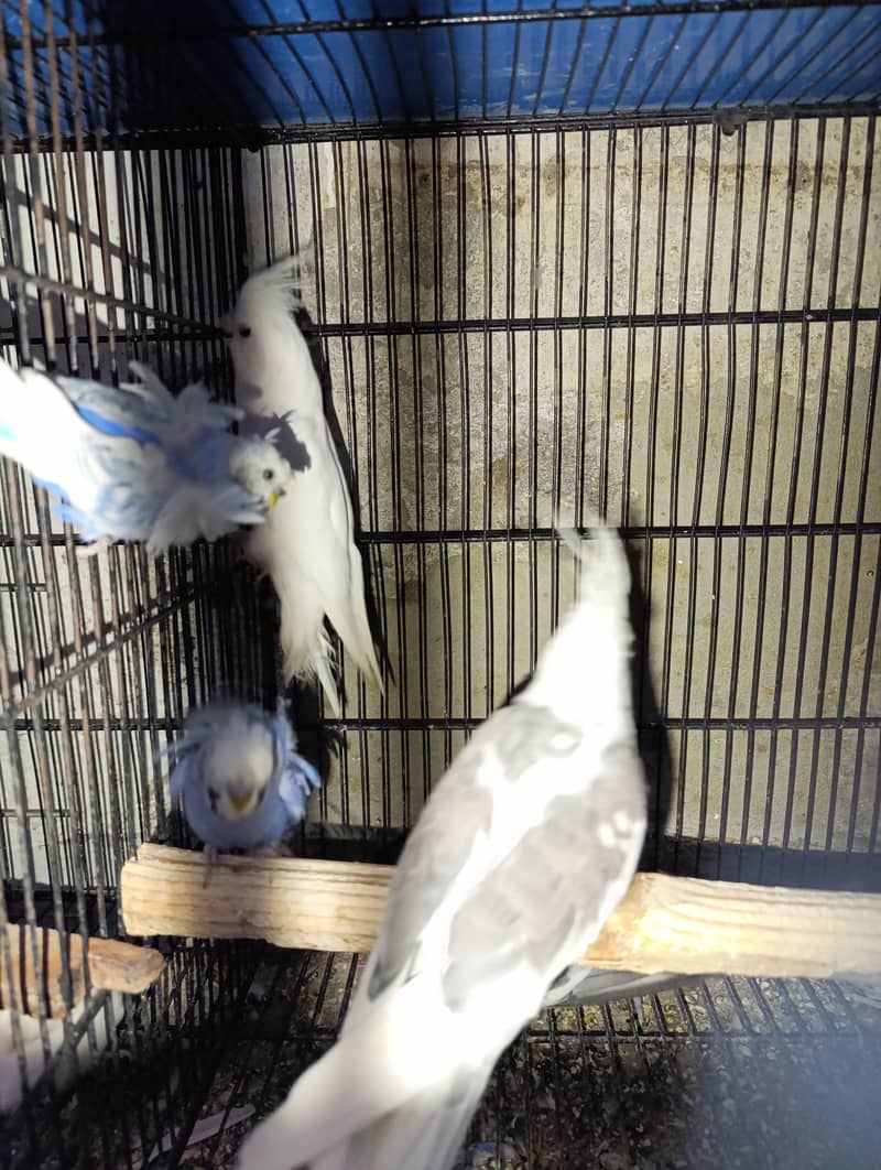 Cocktail males for sale 3