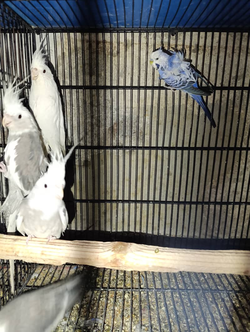 Cocktail males for sale 4