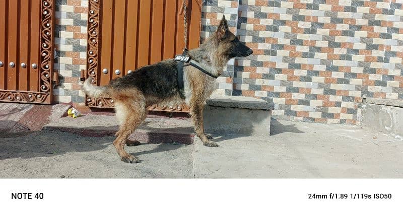 German Shepherd females available age 6 year 1