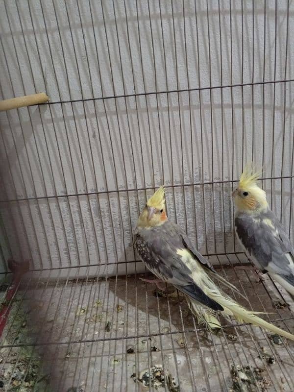 cockatiel bird pair hai 0