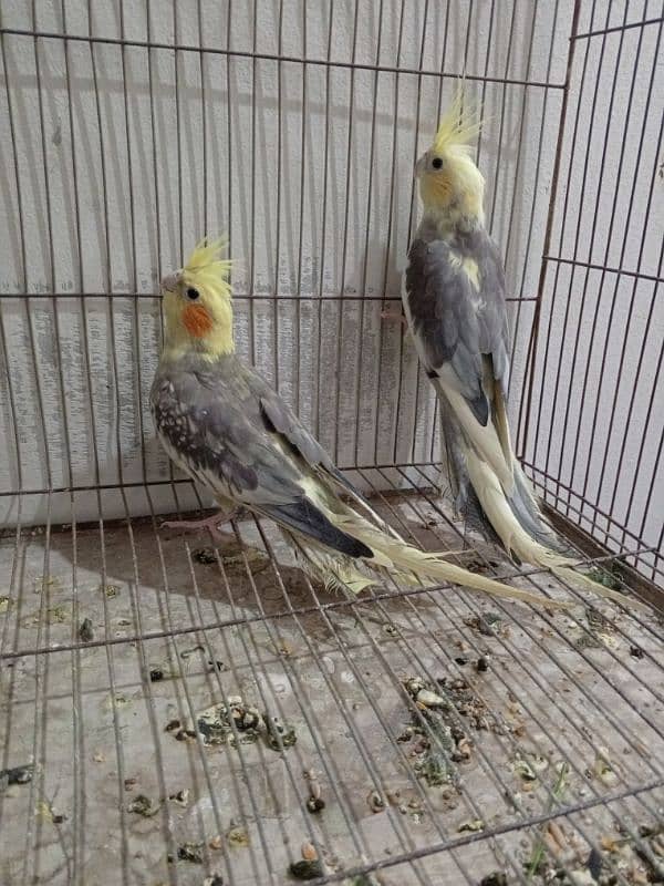 cockatiel bird pair hai 1