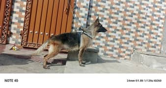 German Shepherd females available age 6 year