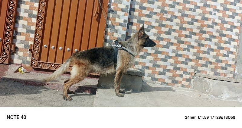 German Shepherd females available age 6 year 0