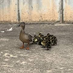 khaki camel ducks