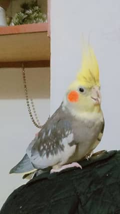 tamed male cockatiel (pied)