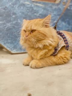 Persian Stud Male Cat