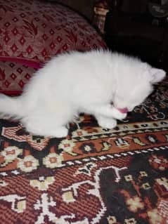 one month Persian cat double coated