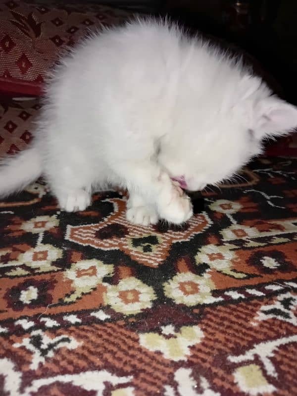 one month Persian cat double coated 1