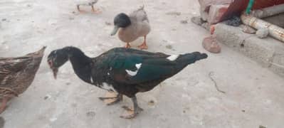 Duck