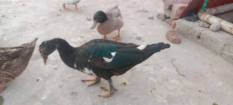 Duck Muscovy 0