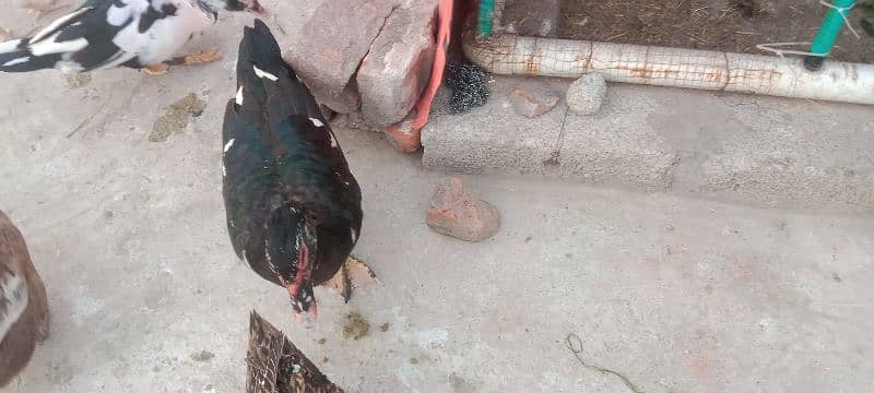 Duck Muscovy 2