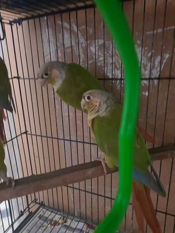 pineapple conure 2