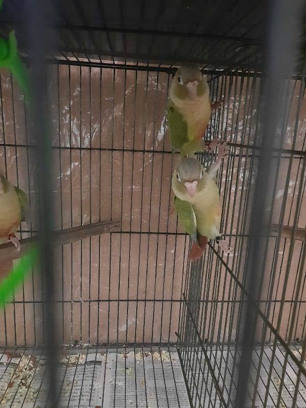 pineapple conure 7