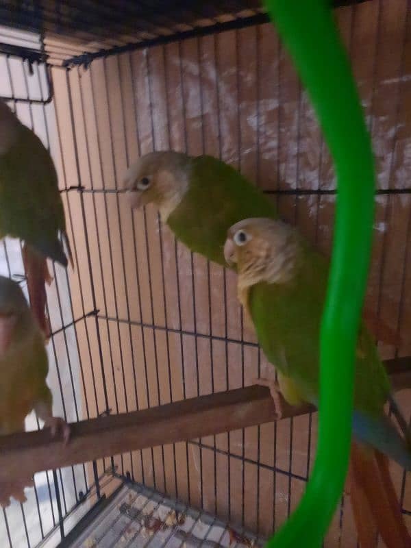 pineapple conure 8