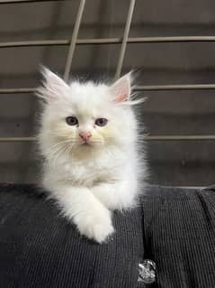 Persian Kitten | Triple Coated | Golden Eyed