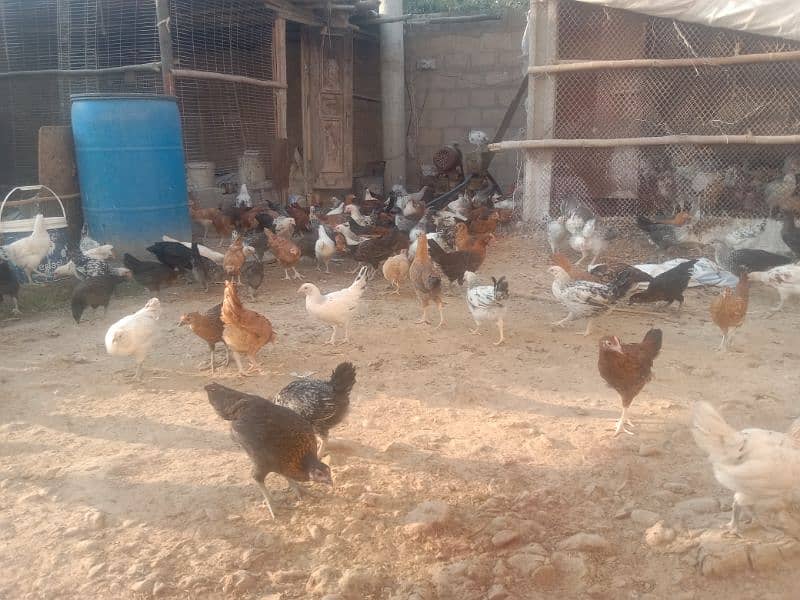 Golden misree Hen selling 2