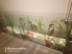 Large Fish Aquarium