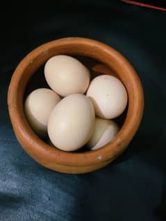 white Heera fertile eggs