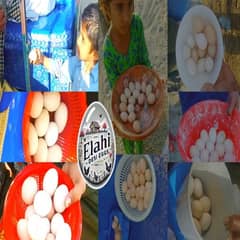 Elahi Desi Eggs - Pure Desi Eggs bhakkar Dehat k