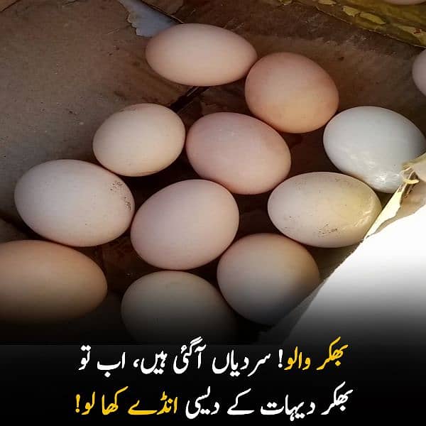 Elahi Desi Eggs - Pure Desi Eggs bhakkar Dehat k 3