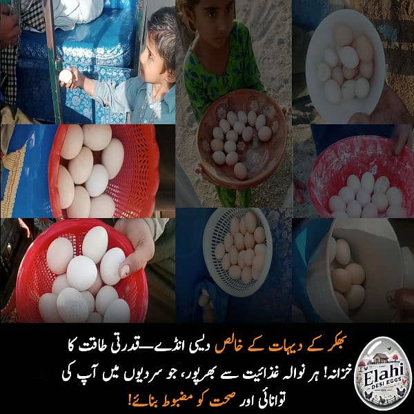 Elahi Desi Eggs - Pure Desi Eggs bhakkar Dehat k 9