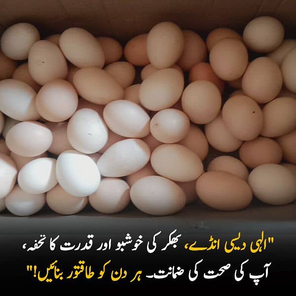 Elahi Desi Eggs - Pure Desi Eggs bhakkar Dehat k 13