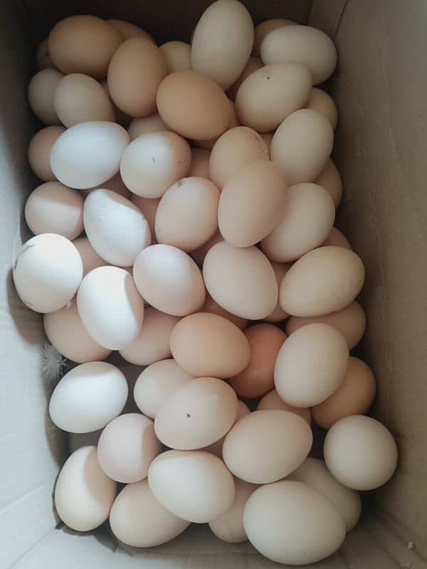 Elahi Desi Eggs - Pure Desi Eggs bhakkar Dehat k 14