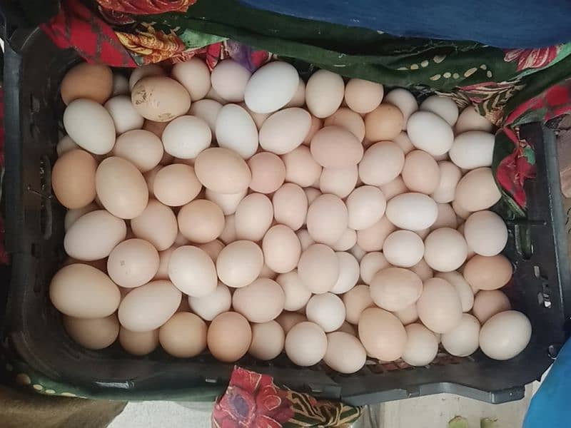 Elahi Desi Eggs - Pure Desi Eggs bhakkar Dehat k 15