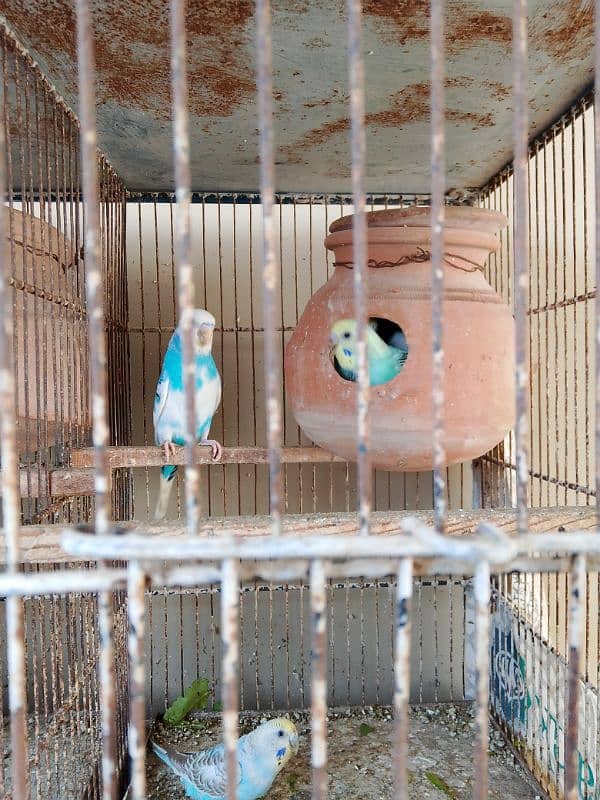 Australian Parrot , Budgie , For sale with Chicks 0